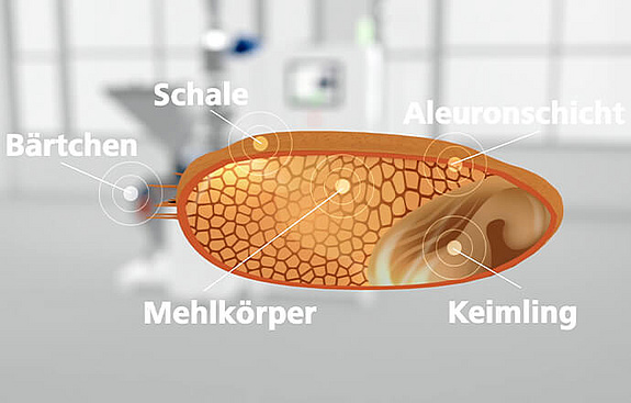 Treffler Mühlentechnik Die Anatomie des Getreidekorns