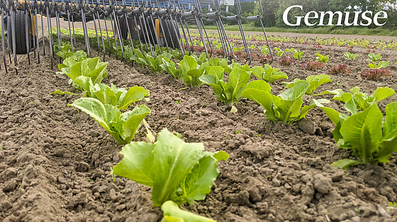 TREFFLER Organic Machinery mit dem Präzisions-Zinkenstriegel in Gemüse