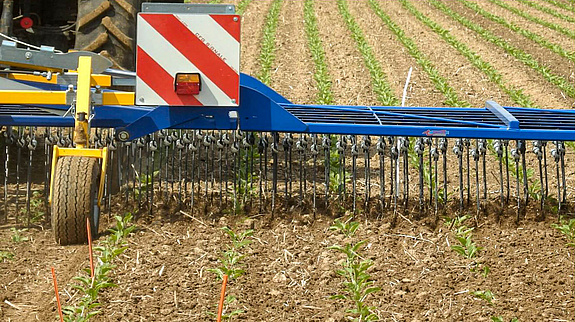 Treffler News Agrartechnik - Der Striegel in Bio-Zuckerrüben | Erfahrungsbericht der LWK Niedersachsen