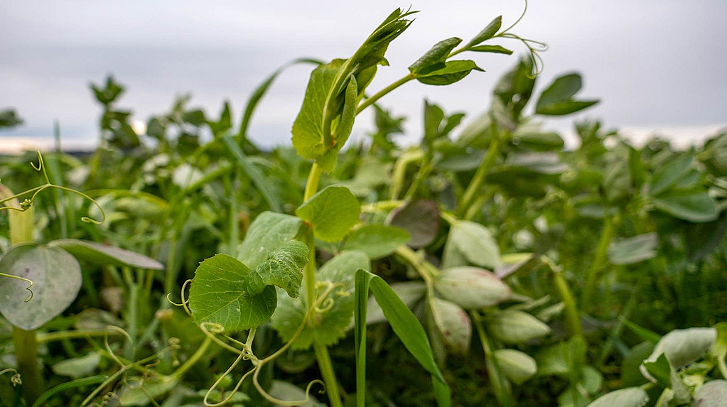 TREFFLER Zwischenfrüchte für ertragreichere Fruchtfolgen