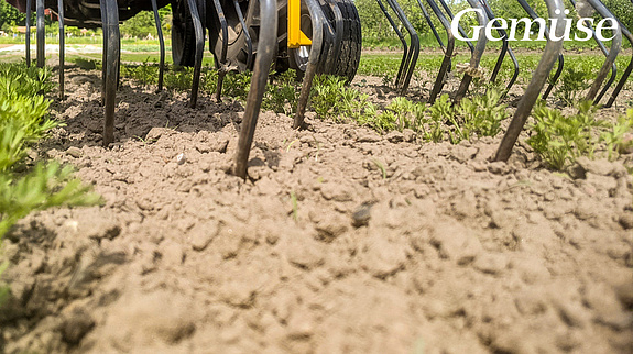 TREFFLER Organic Machinery mit dem Präzisions-Zinkenstriegel in Gemüse