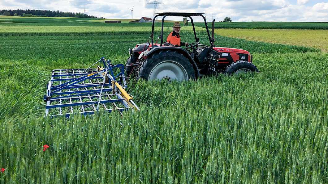 Treffler Agrartechnik Präzisions-Zinken-Striegel - Striegeln in hohem Getreide