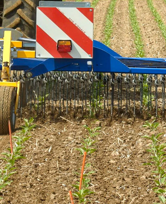 Treffler News Agrartechnik - Der Striegel in Bio-Zuckerrüben | Erfahrungsbericht der LWK Niedersachsen