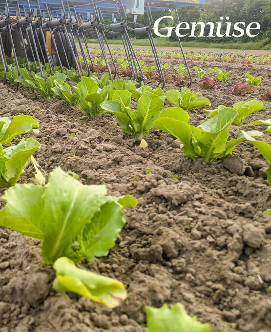 TREFFLER Organic Machinery mit dem Präzisions-Zinkenstriegel in Gemüse