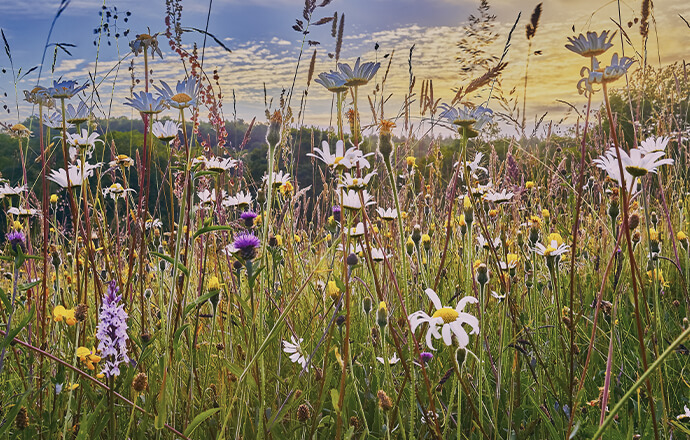 Treffler Maschinenbau Unternehmen und ihre Nachhaltigkeit Biodiversität steigern